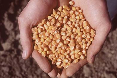 Zwei Hände halten Maiskörner