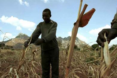 Farmer in Malawi zeigen ihre auf dem Acker vertrocknete Mais-Ernte, August 2002
