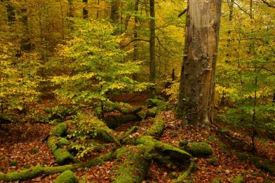 Naturnaher Wald mit jungen und alten Bäumen sowie Totholz mit Moos