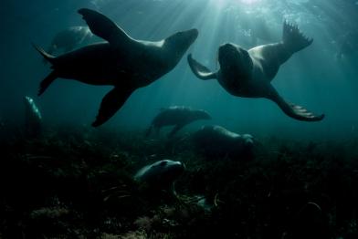 Seelöwen in der Nähe der Hopkins-Insel vor Süd-Australien