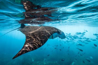 Manta Ray off Nusa Penida Island