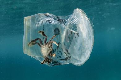 Ein Krebs, der sich unter Wasser in einem weggeworfenen Plastikbecher verfangen hat