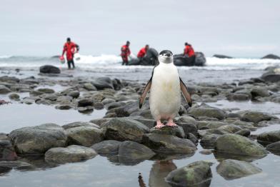 Pinguin auf Elephant Island mit Helfern im Hintergrund