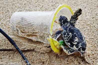 Plastik am Strand mit Schildkröte