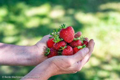 Eine Hand voller Erdbeeren