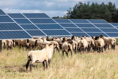 Schafe stehen in der Landschaft, im Hintergrund stehen Solarmodule.