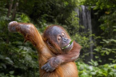 Junger Sumatra-Orang-Utan isst ein Blatt und krault sich unter der Achsel