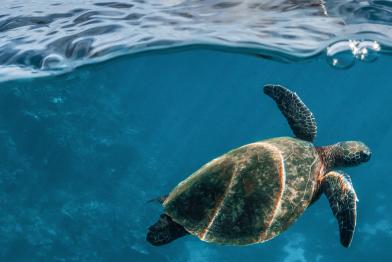 Schildkröte unter Wasser