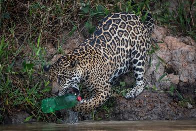 Leopard am Flussufer beißt in eine Plastikflasche.