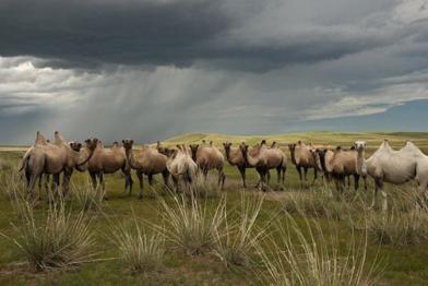 Eine Gruppe Kamele in der mongolischen Steppe.