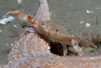 Nordsee Krabbe, Unterwasserwildnis in der Nordsee, August 2008