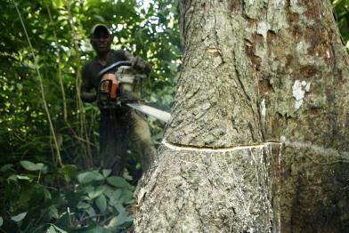 Demokratische Republik Kongo: Ein Mann fällt einen Baum mit einer Motorsäge.