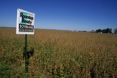 Ein Schild mit der Aufschrift "Roundup ready soya beans" (Roundup Ready Soja-Bohnen) seht auf einem Soja-Feld, 1996.