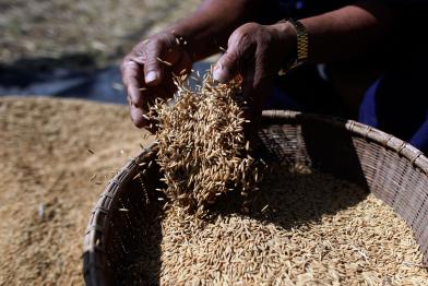 Thailand: Reis fällt von einer Hand in einen Korb