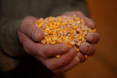 Zwei Hände halten Maiskörner