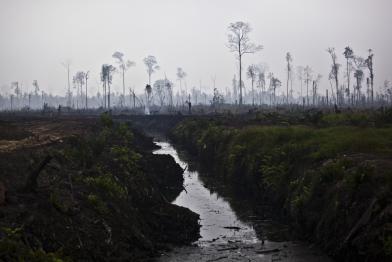 Brandrodung auf Konzession von Duta Palma in Indonesien, 2011