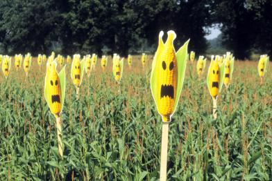 Fratzen auf Maiskolben - Symbolbild Saatgut-Verunreinigung