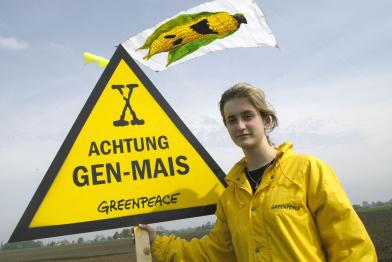 Greenpeace-Aktivisten protestieren in Brandenburg im Mai 2005 gegen Gen-Pflanzen. Über dem Acker des Agrargrossbetriebes LVG Seelow im Landkreis Maerkisch-Oderland schwebt an einem Drachen ein 16 Meter hohes Transparent mit einem Gen-Mais-Monster. 