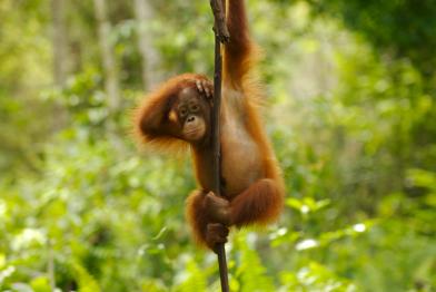 Nyaru Menteng Orang-Utan Auswilderungsprojekt, April 2007