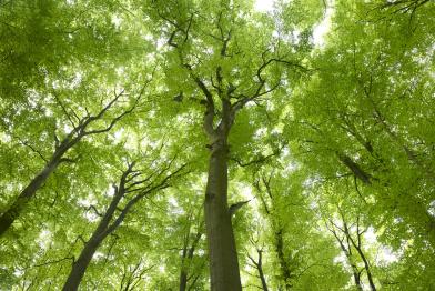 Buchen im Steigerwald, Deutschland, April 2009
