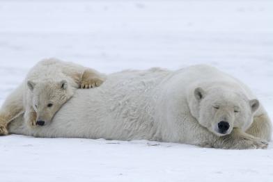 Eisbären in der Churchill Bay in Kanada, Dezember 2011