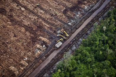 Waldzerstörung in Sumatra, Indonesien, durch APP, Februar 2012