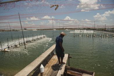 Shrimps-Aquakultur in Thailand