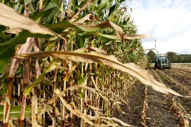 Maisernte in Schleswig Holstein, Norddeutschland, Oktober 2012