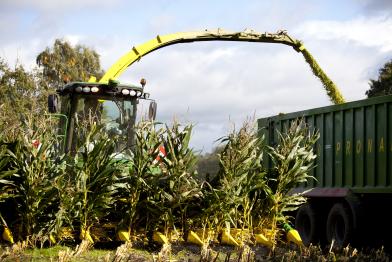 Maisernte in Schleswig Holstein: Mit Erntemaschinen und Maishäcksler werden Maispflanzen geschnitten, erarbeitet und auf Lastwagen geladen, 2012.