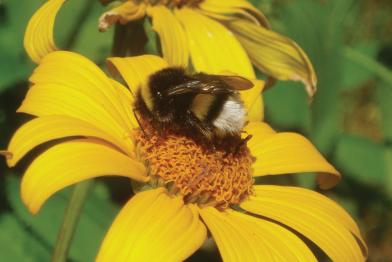 Biene auf einer Blüte.