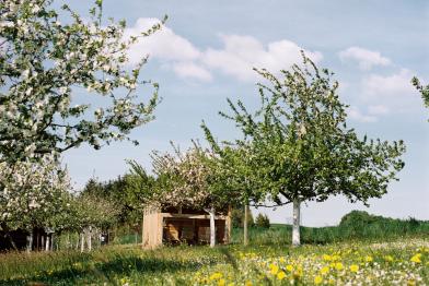 Streuobstwiese mit Bienen