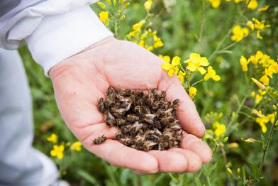Tote Bienen liegen auf einer Hand