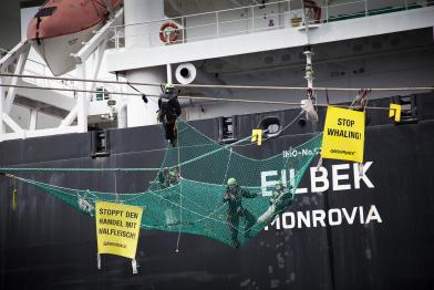 Greenpeace-Aktivisten hängen an Schiffstauen der Eilbek, Juni 2013