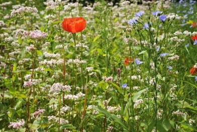 Bienenfreundlicher Ackerstreifen: Buchweizen, Mohn, Lein, Knöterich, Juni 2013