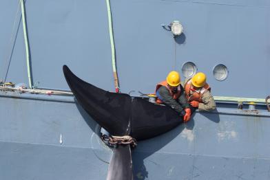 Ein toter Zwergwal, festgebunden am japanischen Fangschiff Yushin Maru, Dezember 2005