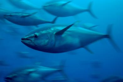 Blauflossenthun im Mittelmeer, 2006