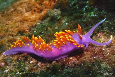 Nacktschnecke im Golf von Kalifornien