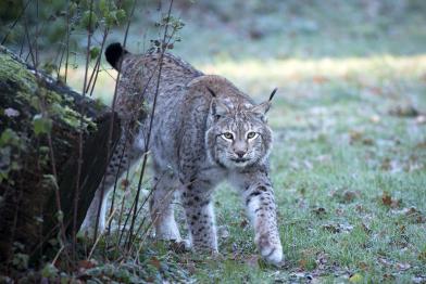 Luchse in einem Gehege, 2013