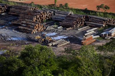 Regenwald wird abgeholzt in Para, Brasilien, März 2014
