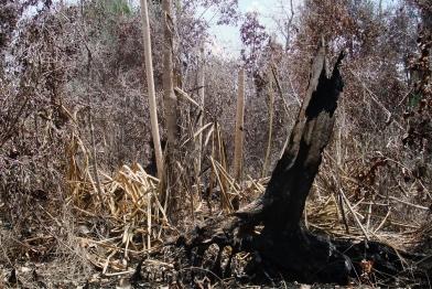 Zerstörter Torfwald in der Provinz Riau auf Sumatra, Indonesien, 22. Mai 2014