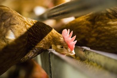 Konventioneller Hühnerstall in Norddeutschland