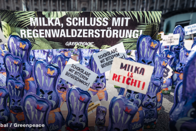 Plantage mit Ölpalmen.