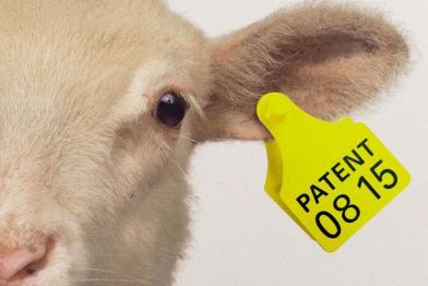 Schaf mit Patentclip am Ohr