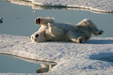 Eisbär auf Eisscholle in der Arktis