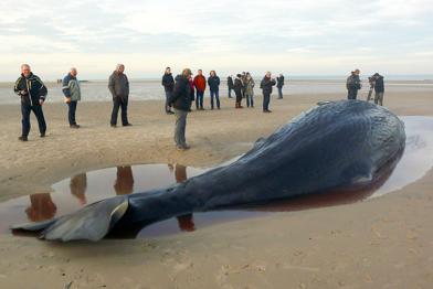 Walkadaver am Strand und Schaulustige