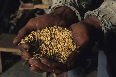 Reisernte in China, Yunnan 2004