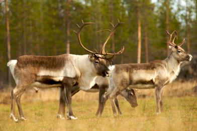 Rentiere im Peurakaira-Urwald in Nord-Finnland 10/28/2009