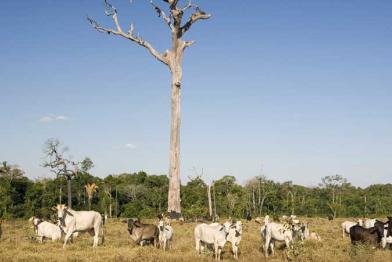 Toter Paranussbaum auf einer Viehweide, Juli 2008