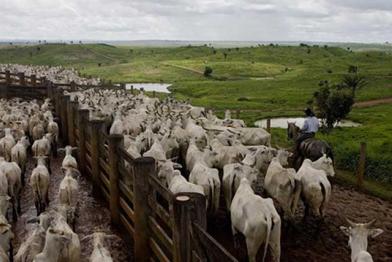 Rinderzucht in Brasilien, Juni 2009