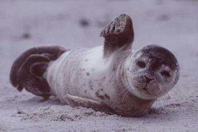 Wattenmeer-Seehund liegt am Nordseestrand. August 1998